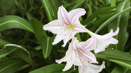 Colorful Flowers