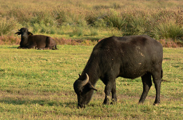 Fototapeta na wymiar allevamento di bufali d'acqua