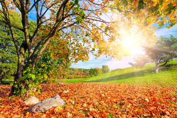 Naklejka na ściany i meble Autumn, fall landscape with a tree. Sun shining