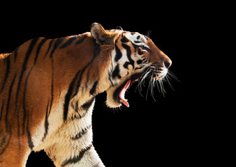 Wild tiger roaring. Isolated on black, easy for cut out.