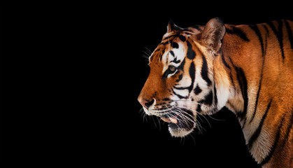 Tigre sauvage à la recherche, prêt à chasser, vue latérale. Isolé sur fond noir