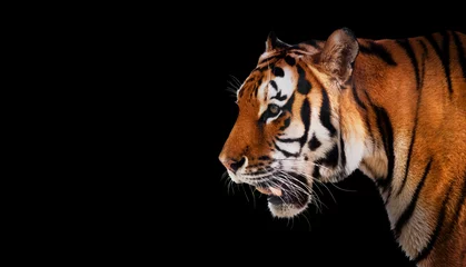 Fotobehang Tijger Wilde tijger op zoek, klaar om te jagen, zijaanzicht. geïsoleerd op zwart
