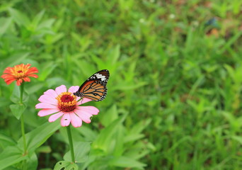 brown butterfly on zinnia flower