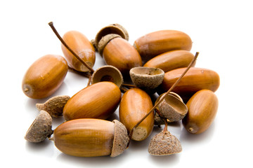 acorns