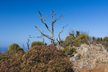 juniper tree trunk