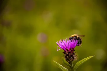 Türaufkleber Biene auf lila Blume © jand87