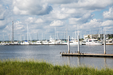 Fototapeta na wymiar Pelicans on Pier Between Marsh and Marina