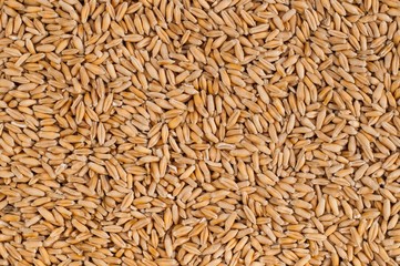 Wheat grain background view from the top