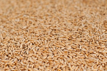 Wheat grain background. Shallow DOF