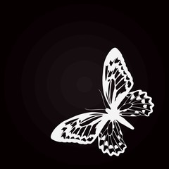 papillon blanc fond noir - obrazy, fototapety, plakaty