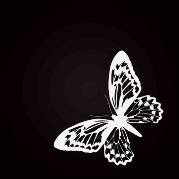 papillon blanc fond noir