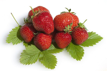 Erdbeere, Fragaria x ananassa, Beerenobst,