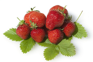 Erdbeere, Fragaria x ananassa, Beerenobst,