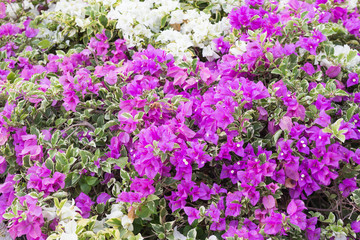Obraz premium flower