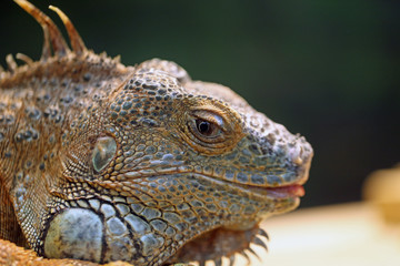 グリーンイグアナ　-Green iguana-