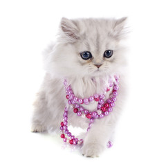 Fototapeta premium persian kitten