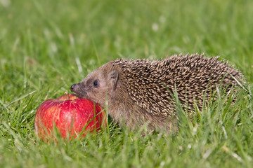 Igel 
