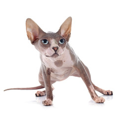 Sphynx Hairless Cat