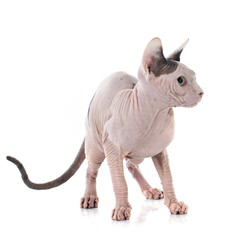 Sphynx Hairless Cat
