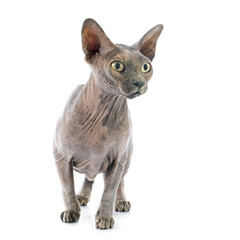 Sphynx Hairless Cat