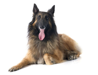 belgian shepherd tervueren