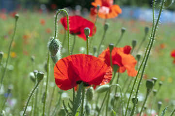 Fototapeta premium Klatschmohn; Papaver; rhoeas;