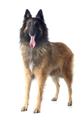 belgian shepherd tervueren