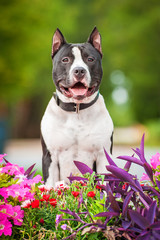 Portrait of american staffordshire terrier in flowers