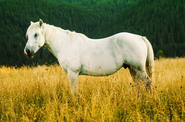 White horse grazes in the mountains