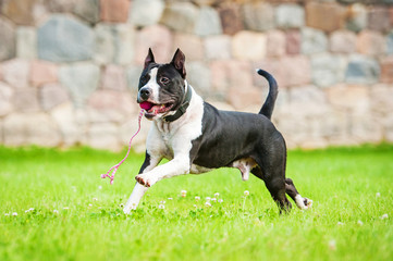 American staffordshire terrier playing with a ball