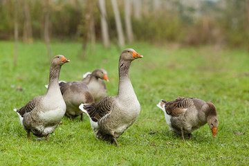 Wild geese