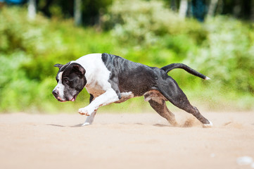 American staffordshire terrier running on the beach