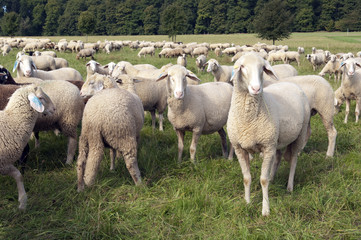 Schafe, Schafherde