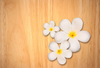 White plumeria flower on wood background