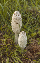 Two wild mushroom