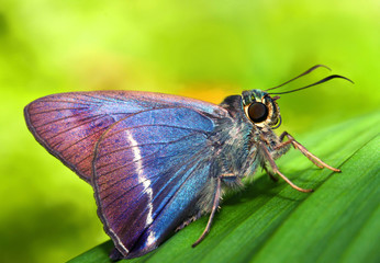 Butterfly on green nature