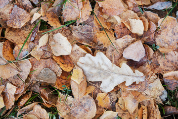Abstract autumn background