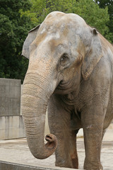 Fototapeta premium アジアゾウ -Asian Elephant -