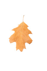 One oak dry leaf.