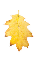 Yellow autumn oak leaf