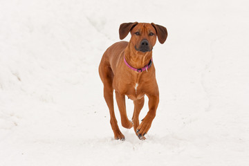 Rhodesian ridge-back dog running in the snow