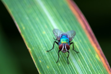 the fly stay on leaf to still after flying in nature