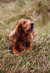 Задумчивая собака