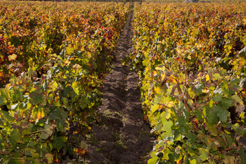 aprés les vendanges les feuilles de la vigne