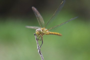 Dragonfly