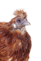 poule nègre de soie rousse