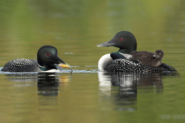 Common Loon Baby Eyeing its Breakfast