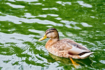 Duck wild on the green water
