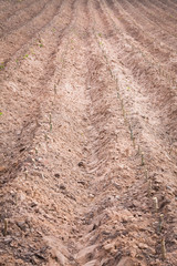 start cultivation Cassava or manioc plant field at Thailand