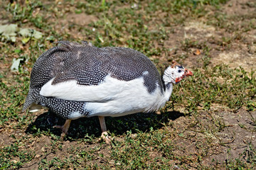 Guinea fowl on the grass